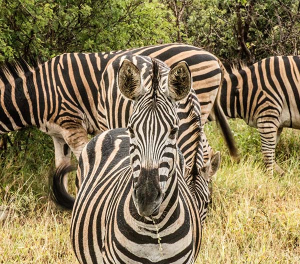 Tanzania Safaris