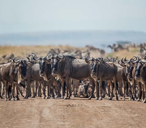 Tanzania Safaris