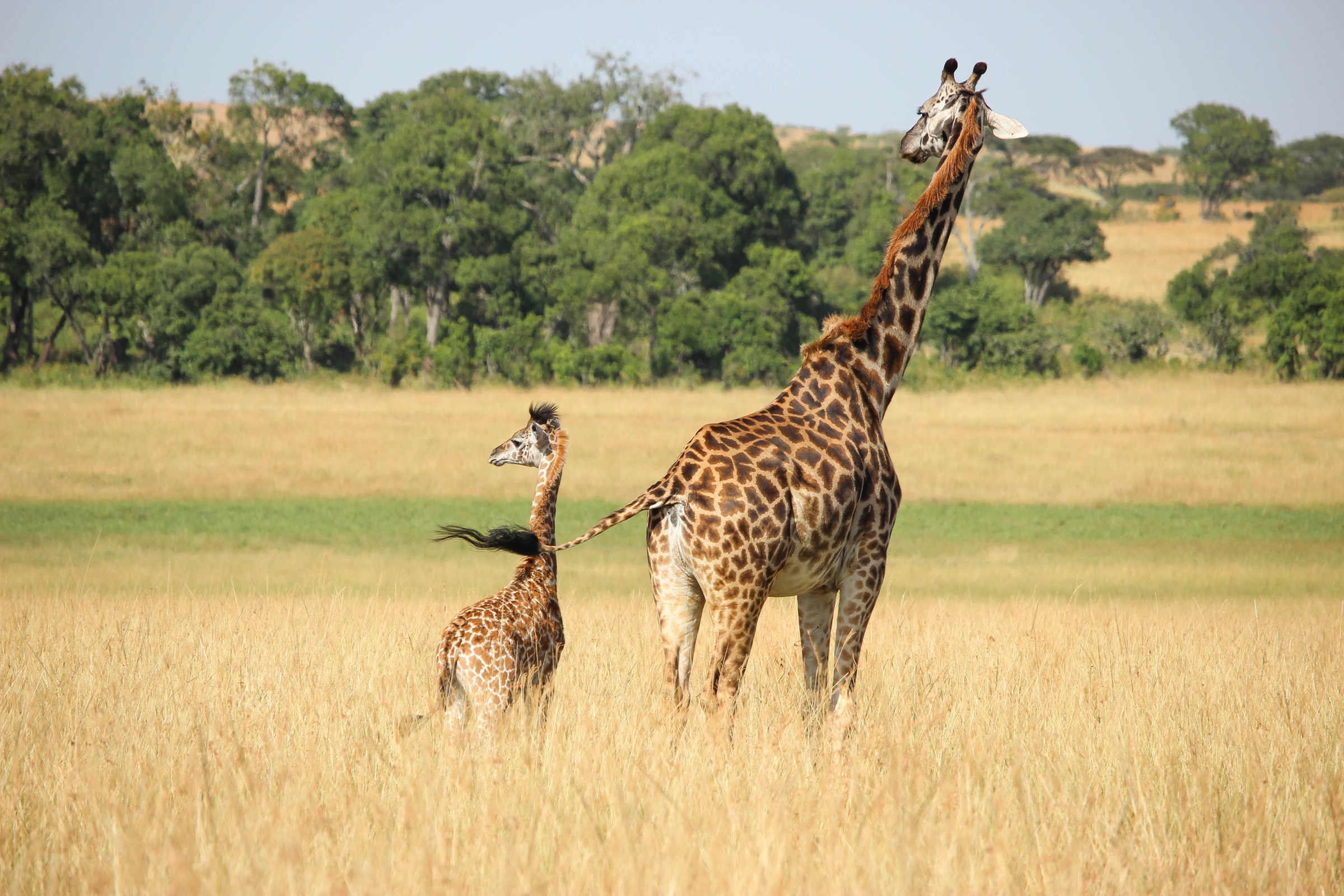 Tanzania Safaris