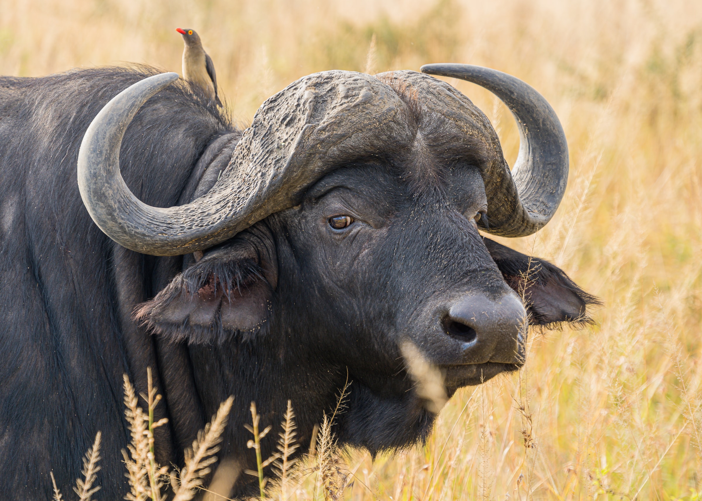 Tanzania Safaris