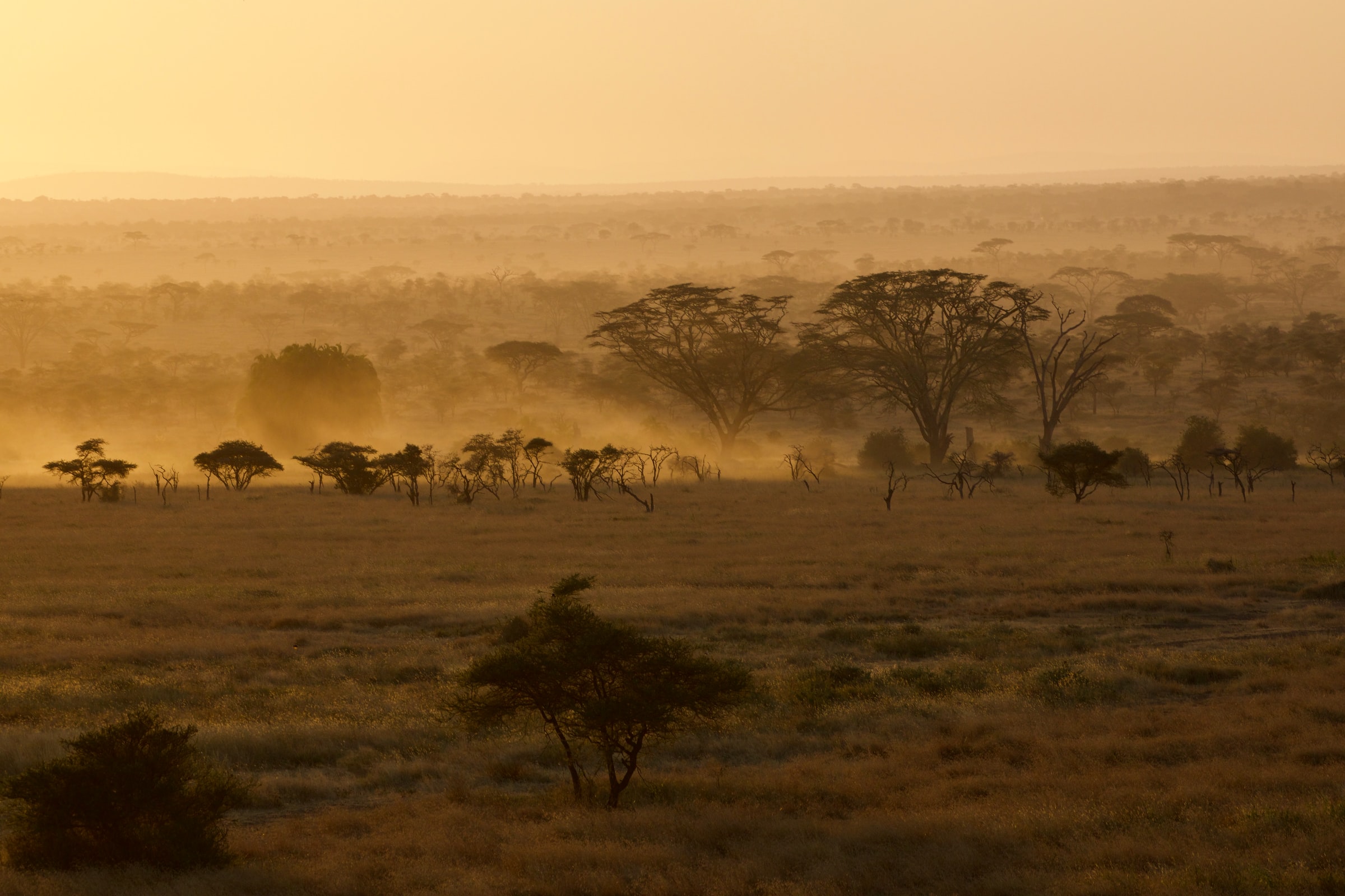 Tanzania Safaris