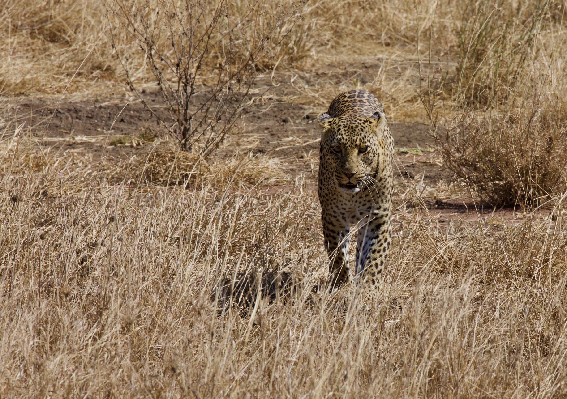 Tanzania Safaris